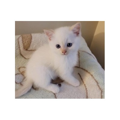 两个月小猫找爱心家庭图1