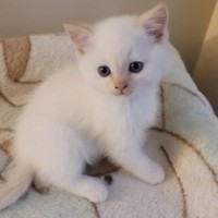 两个月小猫找爱心家庭-0